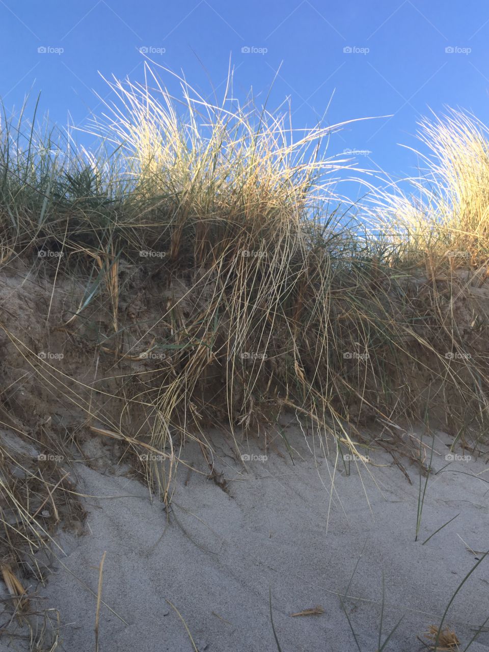 Beautiful beach grass