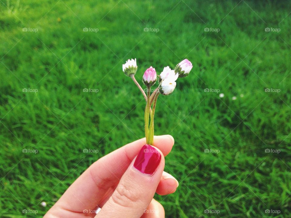 Hand holding little white flower  