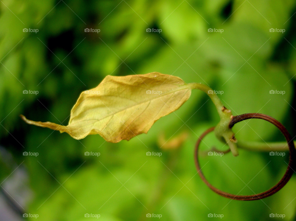 green yellow nature leaf by chakali