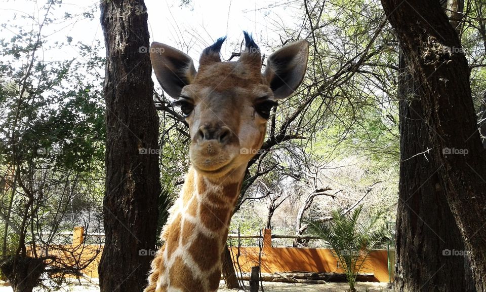 Baby Giraffe