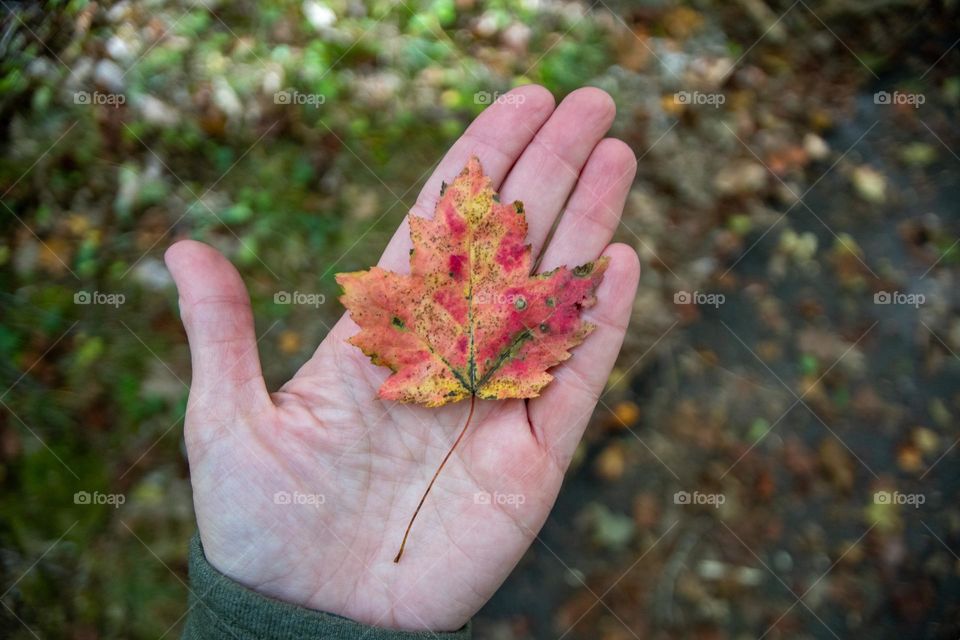 Hand Holding a Leaf