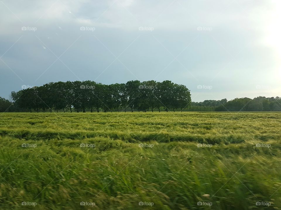 Cereal field in Italian countryside