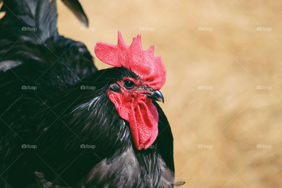 Bird, Nature, No Person, Poultry, Feather