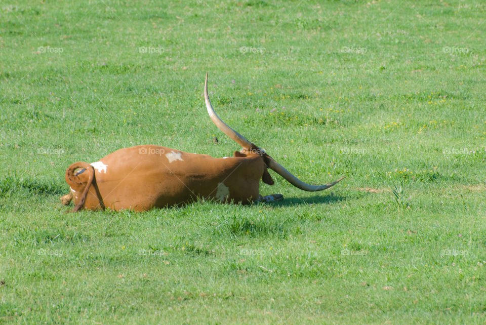 Large Longhorn bull resting in the prairie