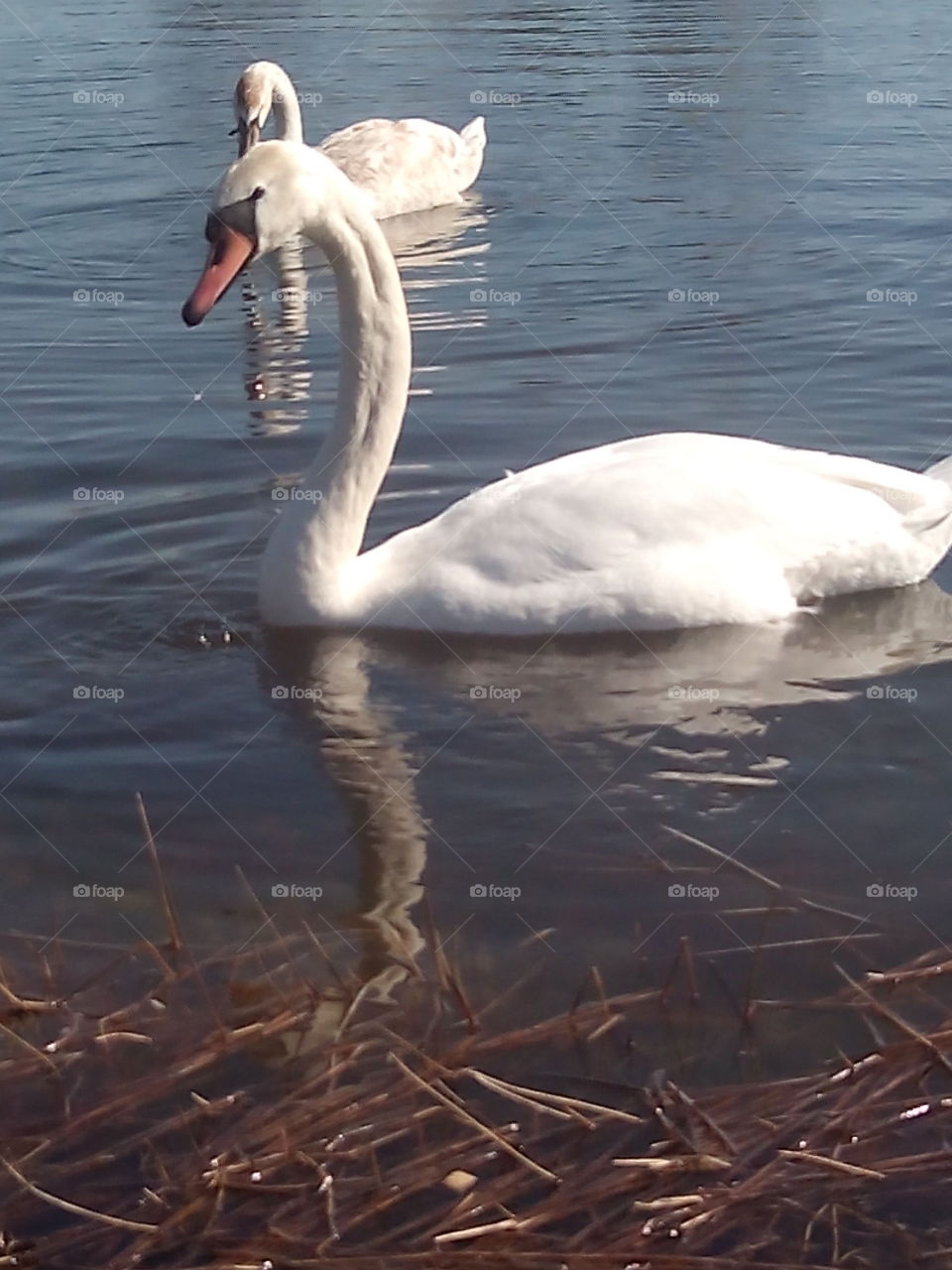 Swan, Water, Lake, Bird, Reflection