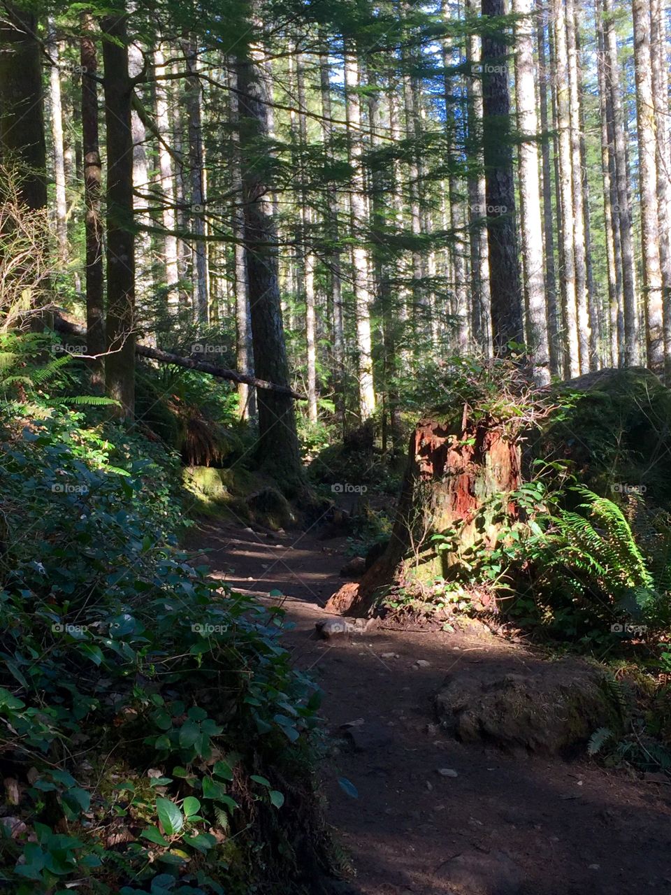 Northwest trail