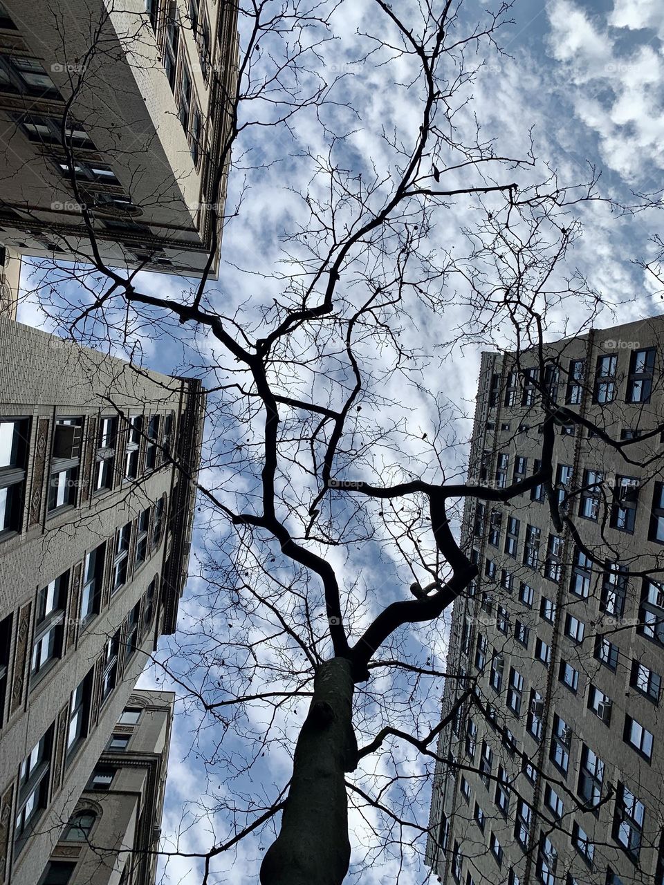 The bare tree and the building 