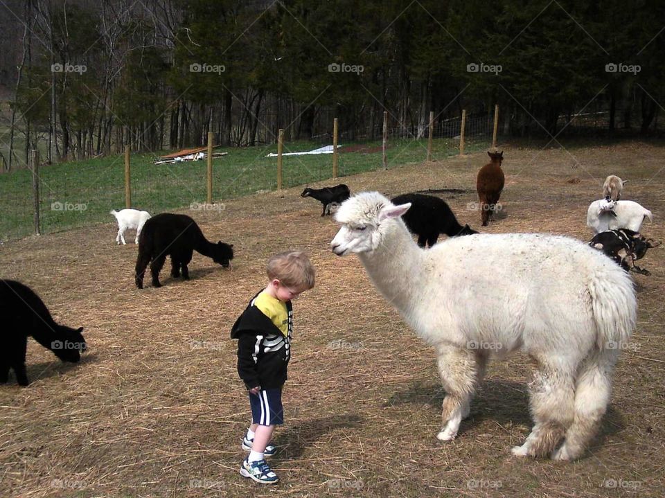 Alpaca and boy