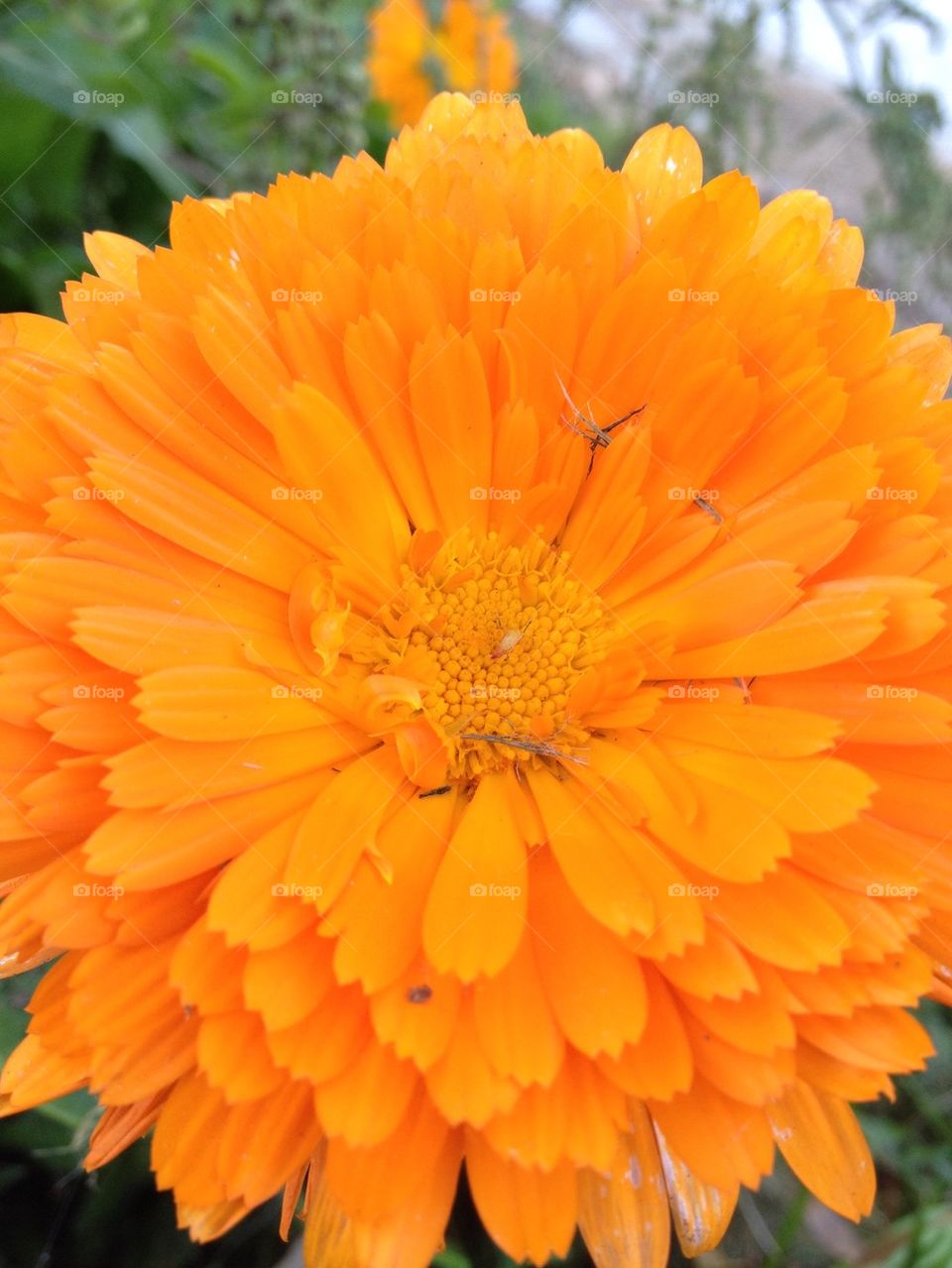 The last summer holdout 