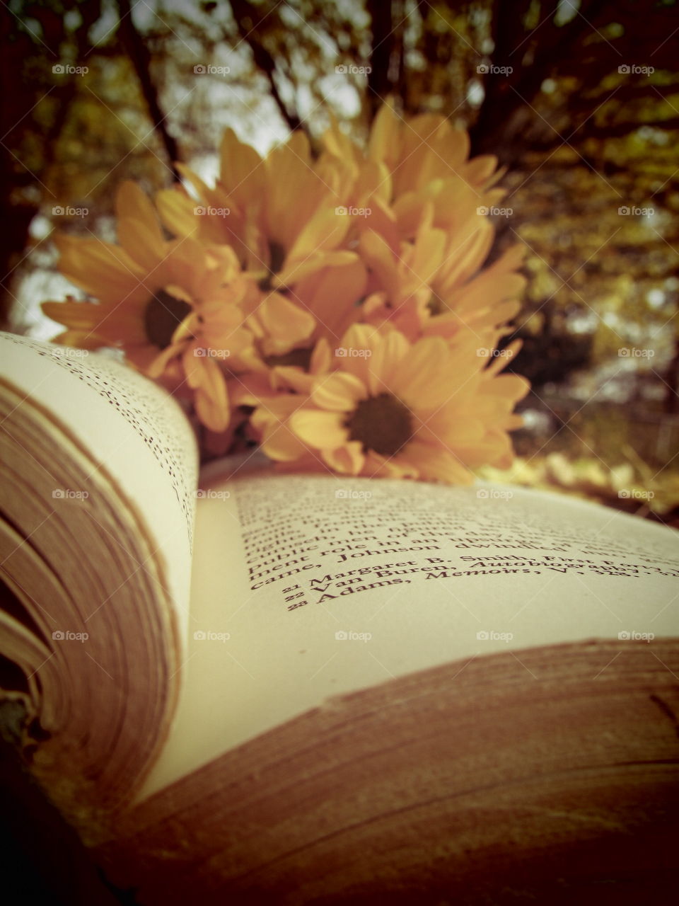 Daffodils on a old book