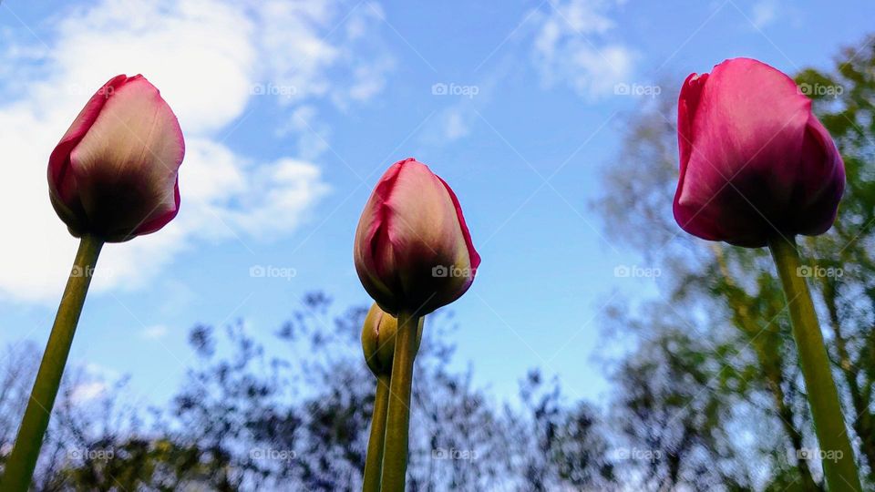 Spring flowers 🌷Tulip buds in the garden🌷