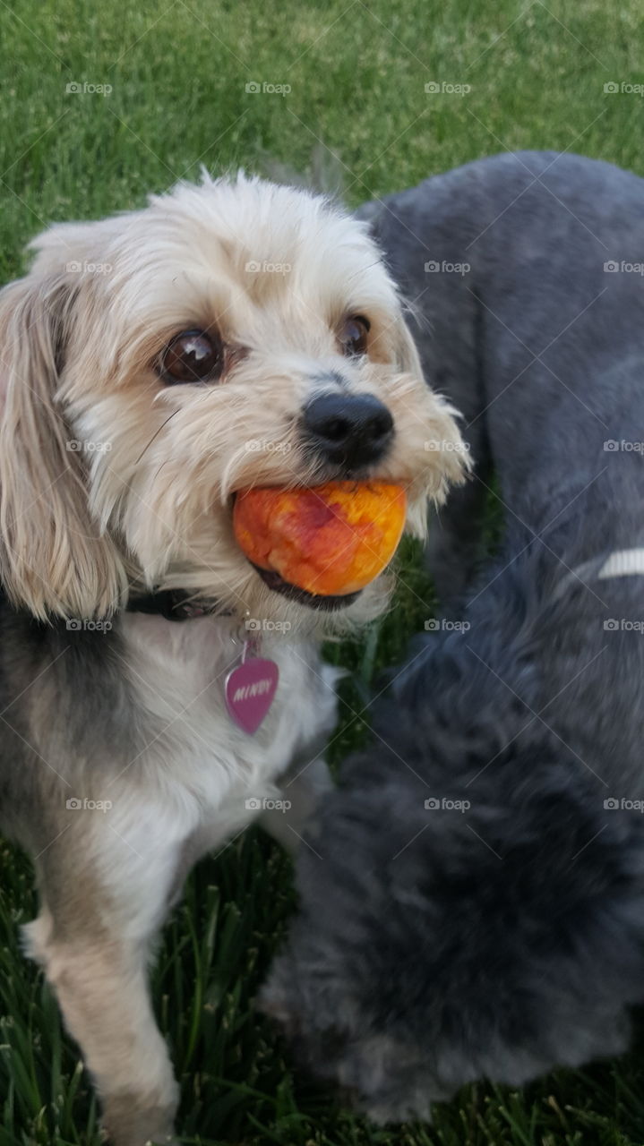 Dog with peach