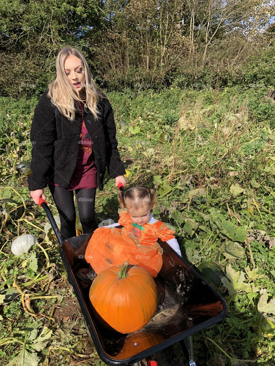 Mummy pushing cute pumpkin girl and pumpkin in the wheelbarrow 
