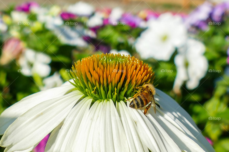 Echinacea pallida, pale purple coneflower