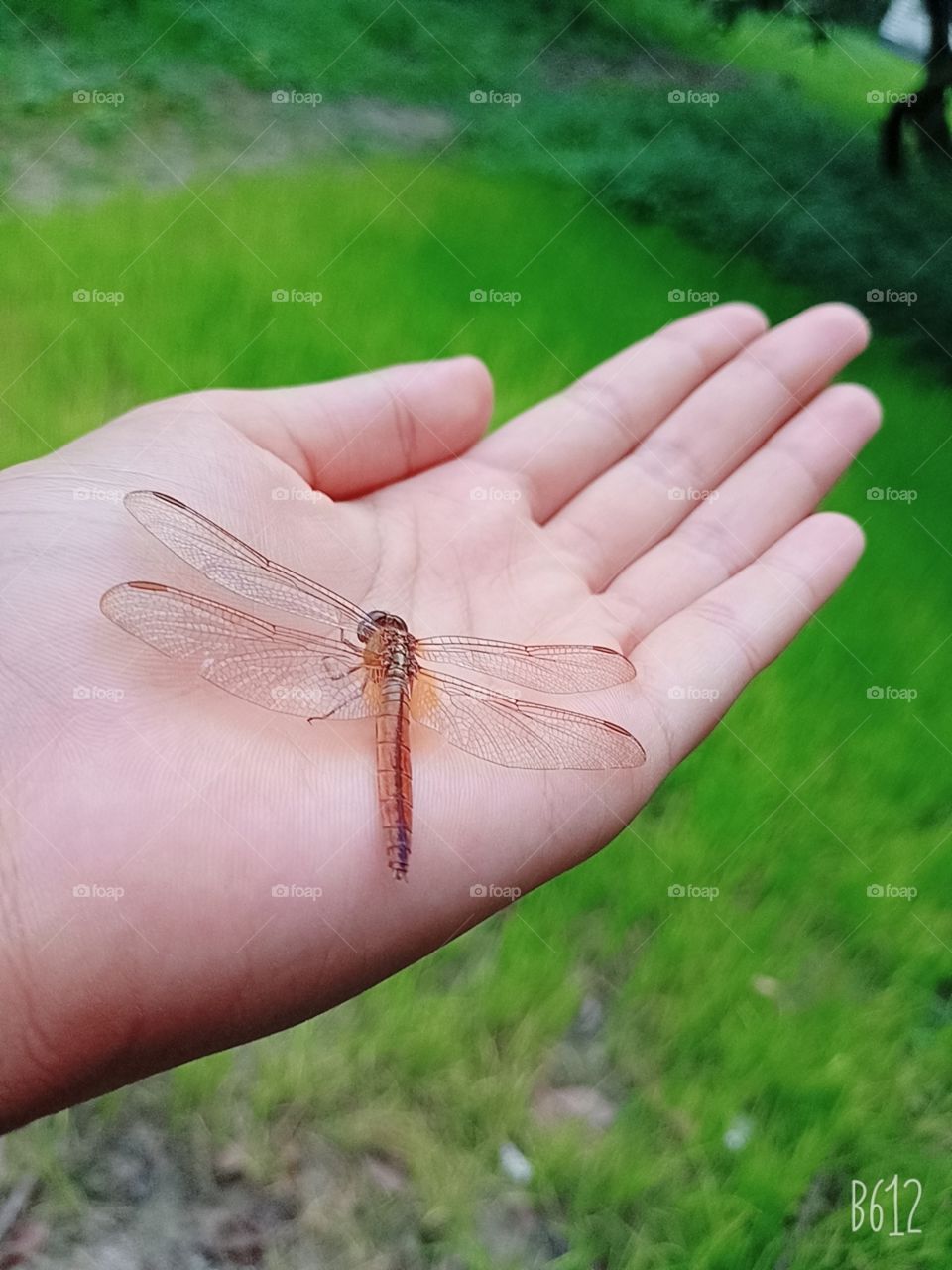 butterfly butterfly 🦋🦋🦋 fly in the high sky