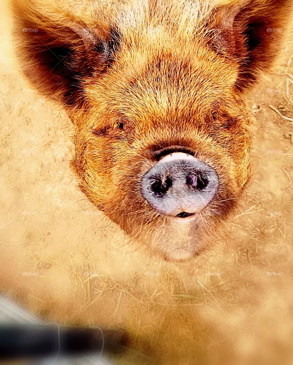 kune kune pig
