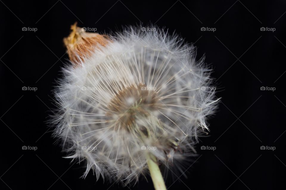 dried dandelion macro