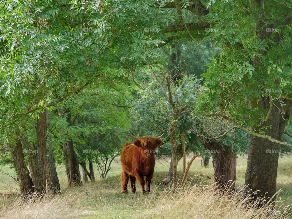 Young Highland cattle