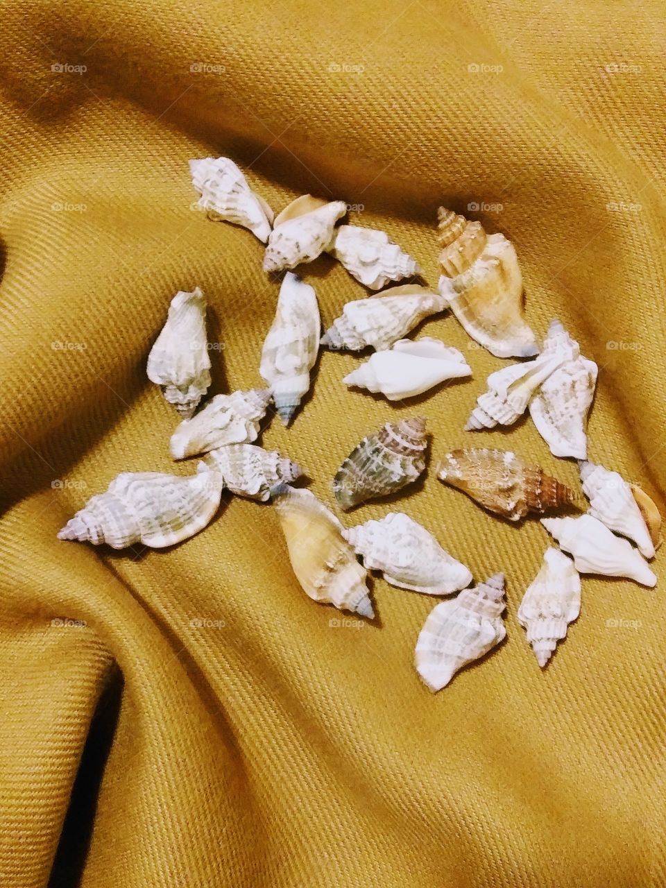 mollusk shells