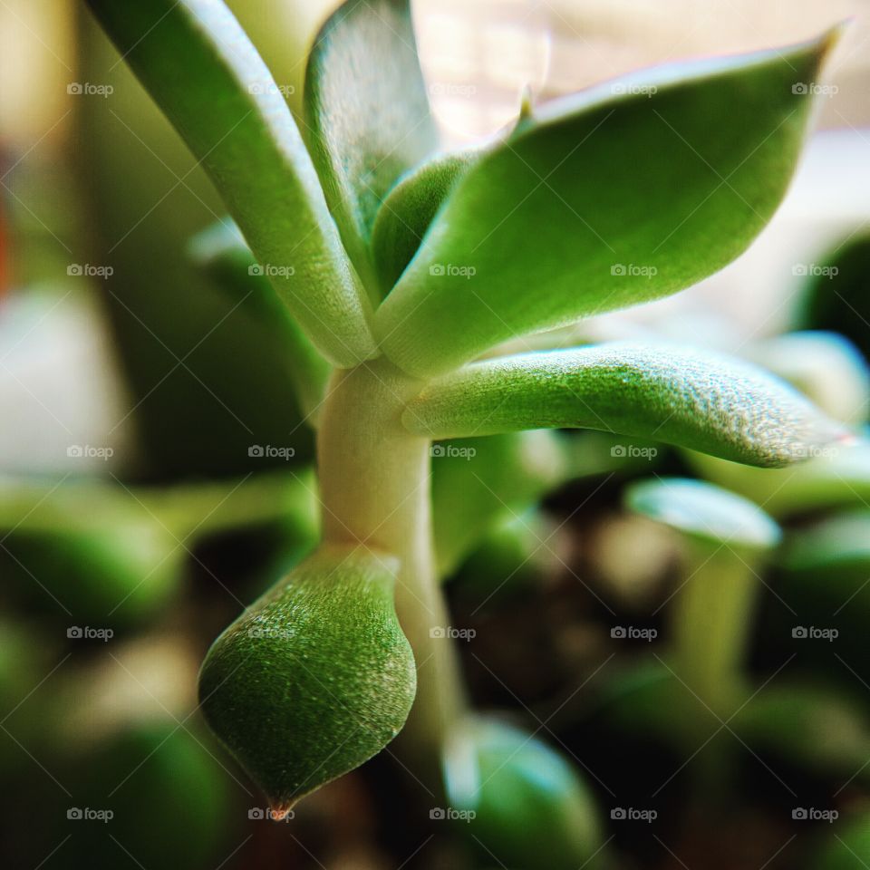 Succulent close up