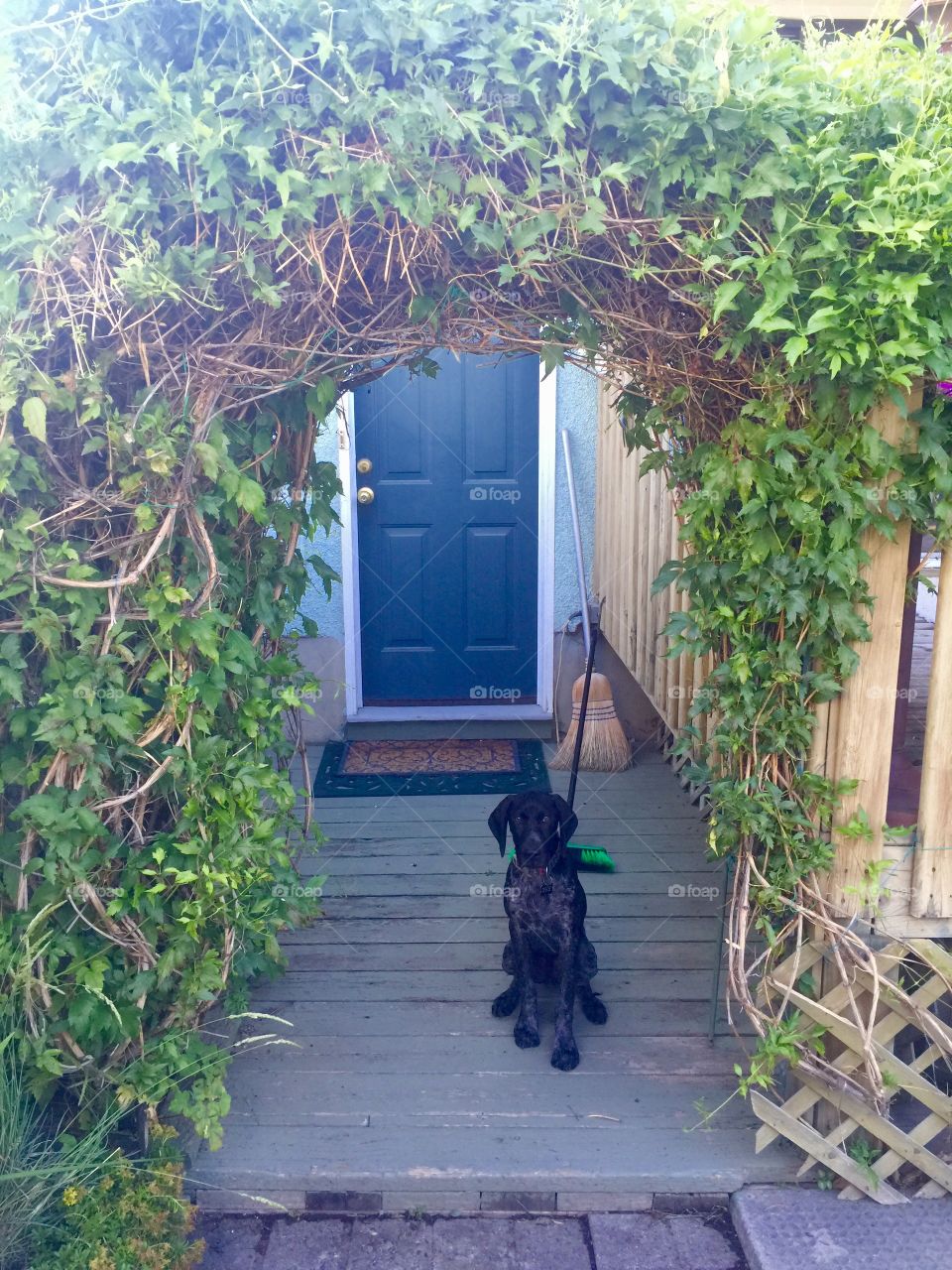 Alfie under the vines
