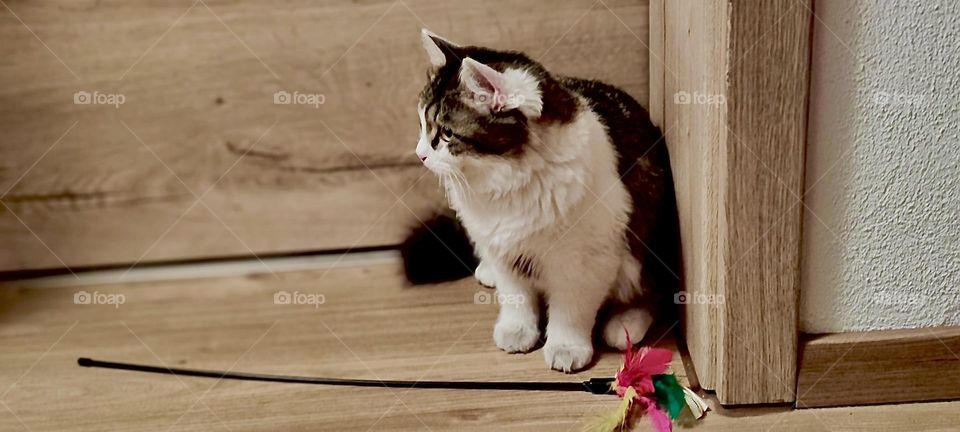 „Linda“, an adorable little cat in a small town in „Bavaria“, Germany is looking intently towards the left side of the room. 2023. Hypnotic Productions