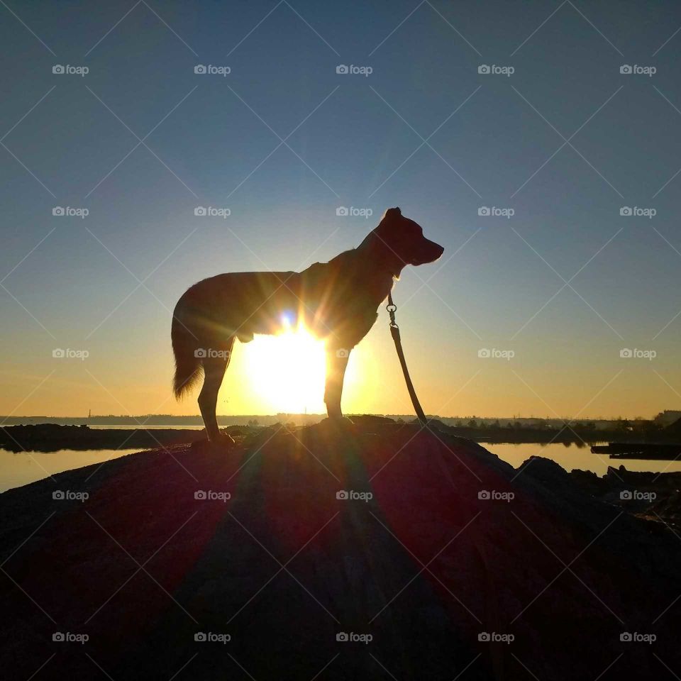 Spring walk with your dog!