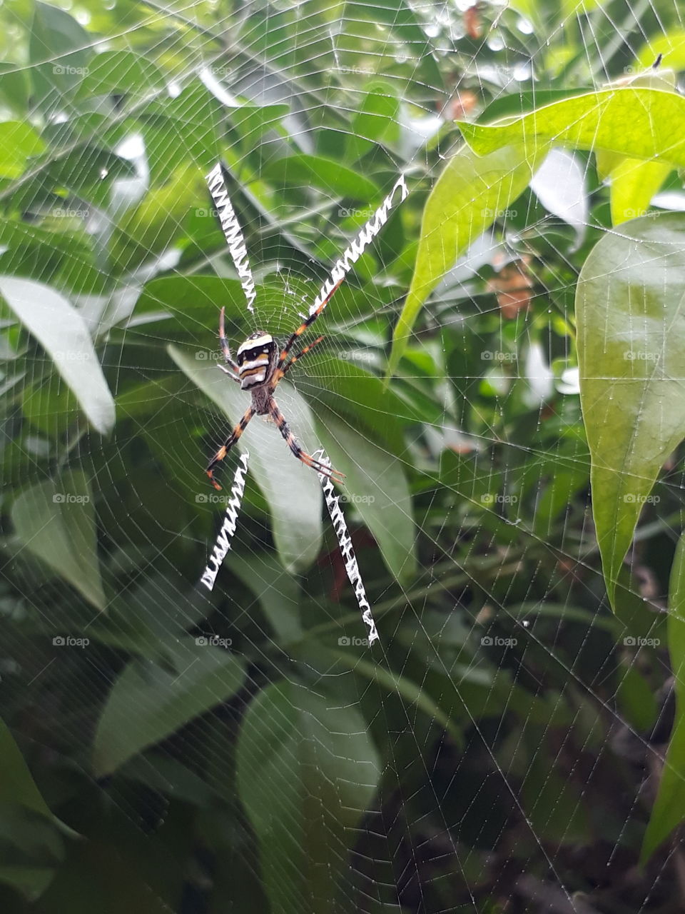 Spider and web