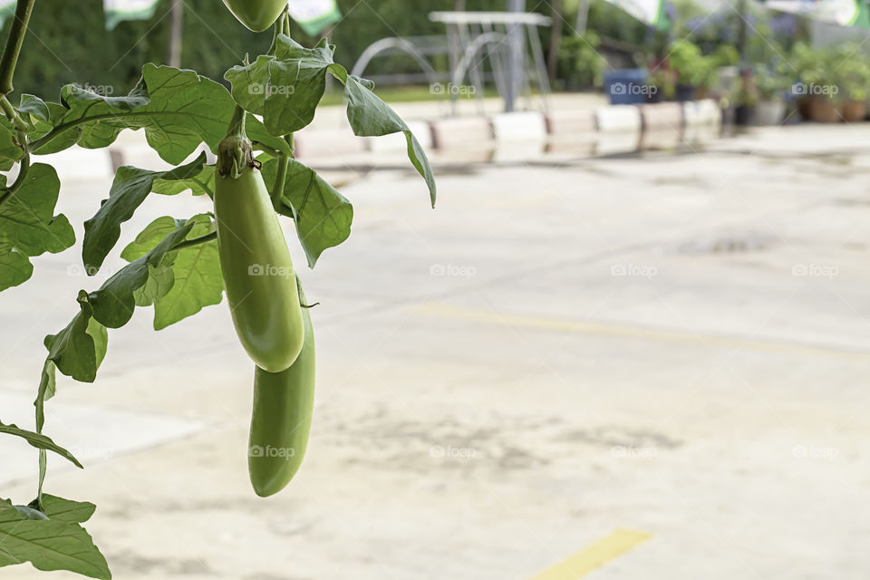 Eggplant on the trees Background image blurred Street.