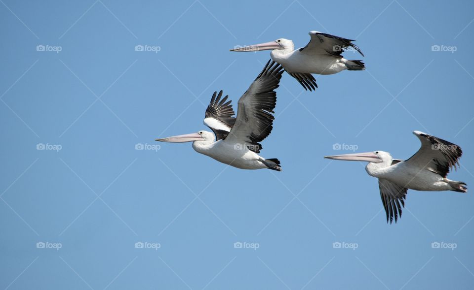 Pelicans in Flight