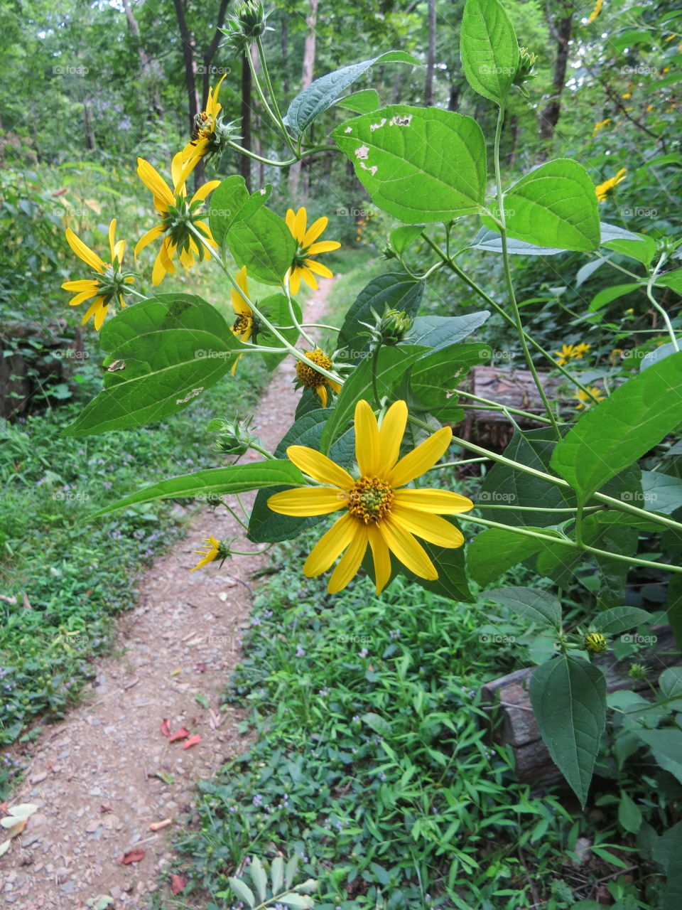 Flower along the Appalachian Trail in Virginia, Shenandoah National Park.