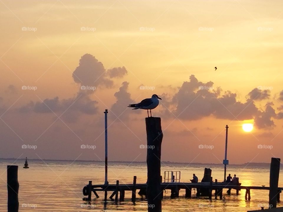 Lone bird at sunset