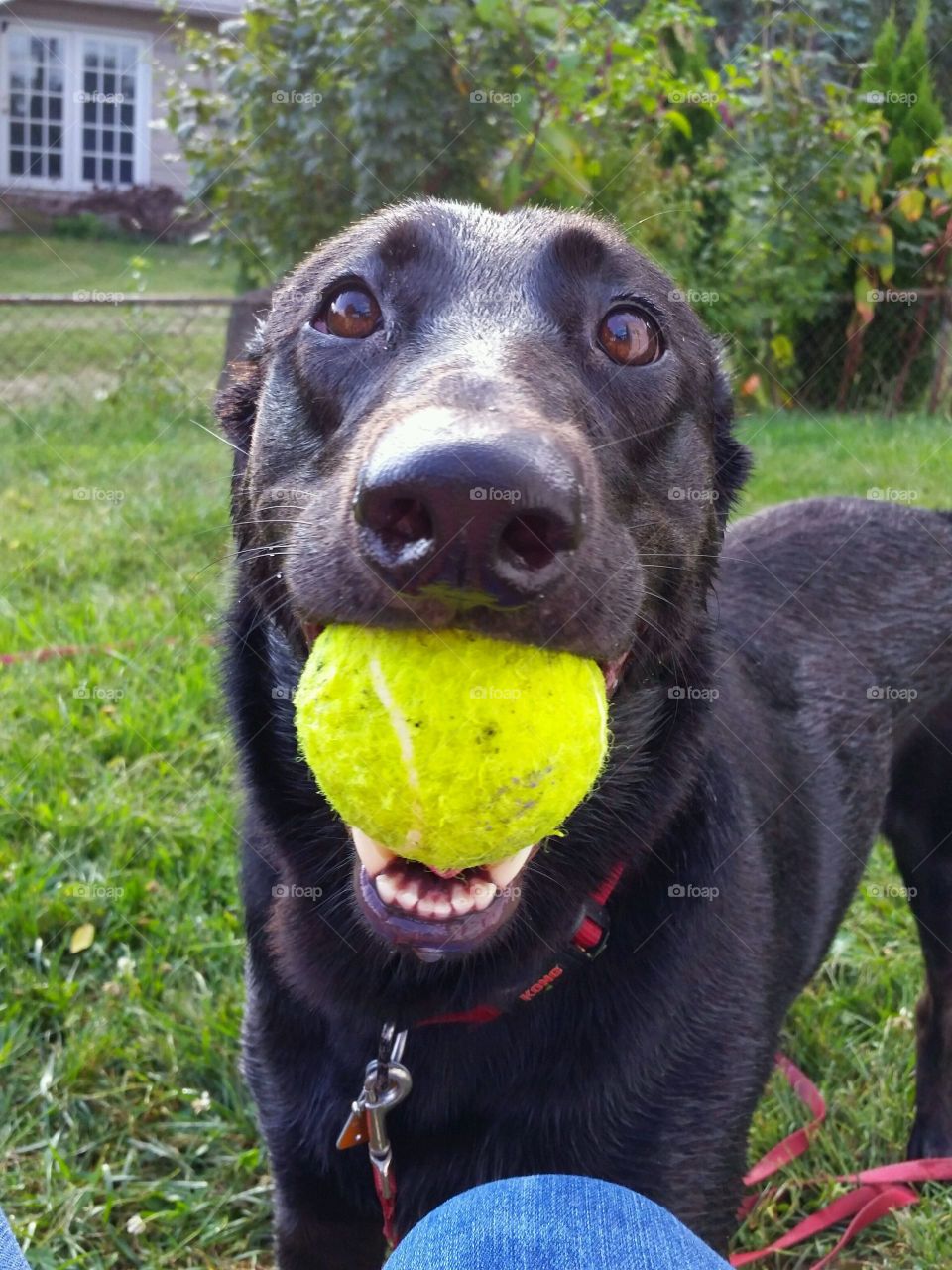 Close-up of dog holding ball in mouth