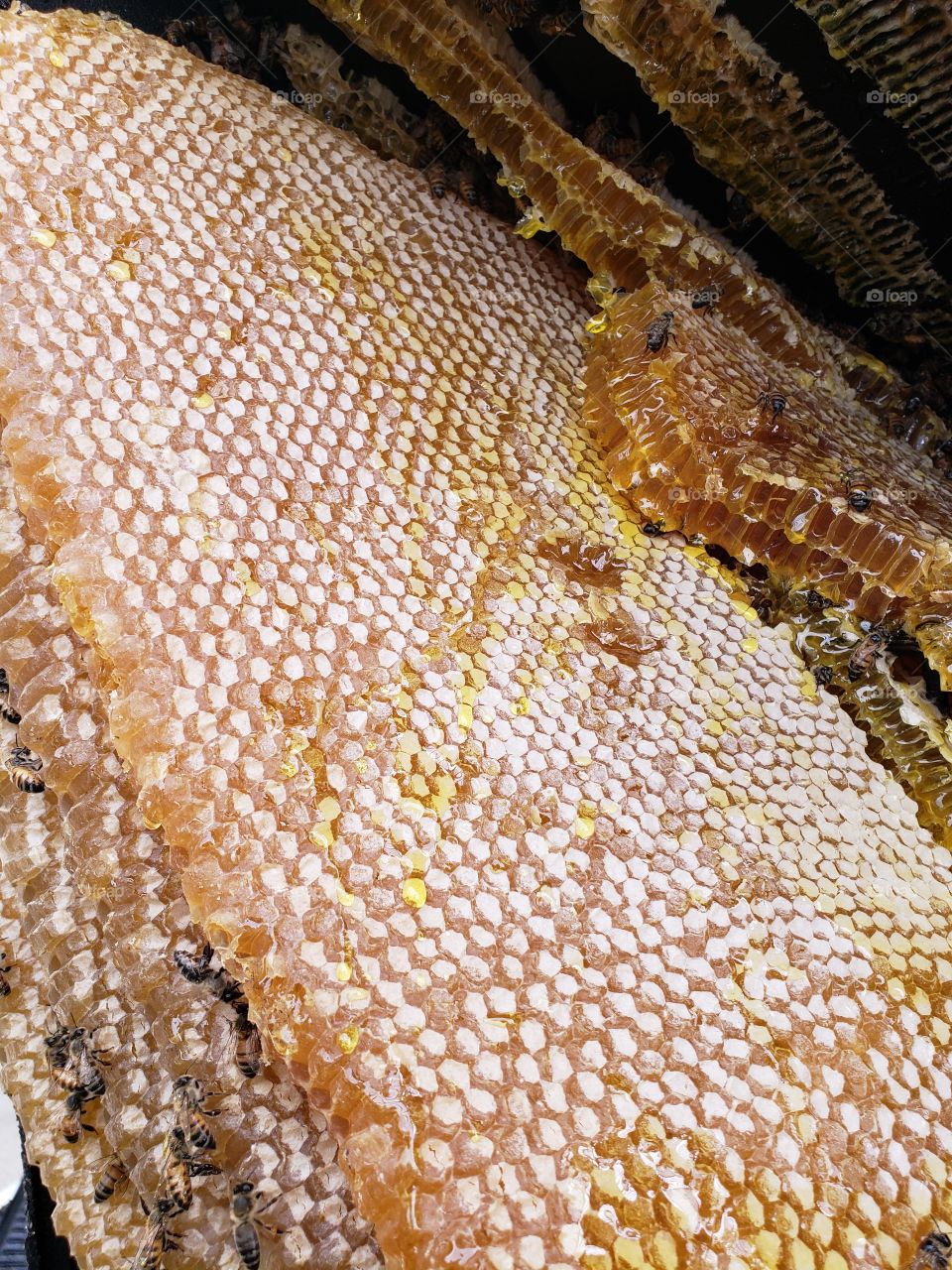 raw honey, honeycomb, close up shot, sticky, yummy, golden