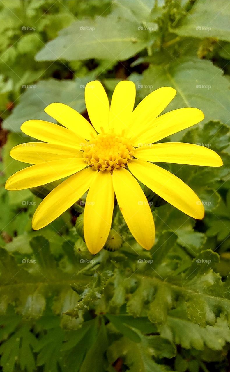 Arctotheca calendula