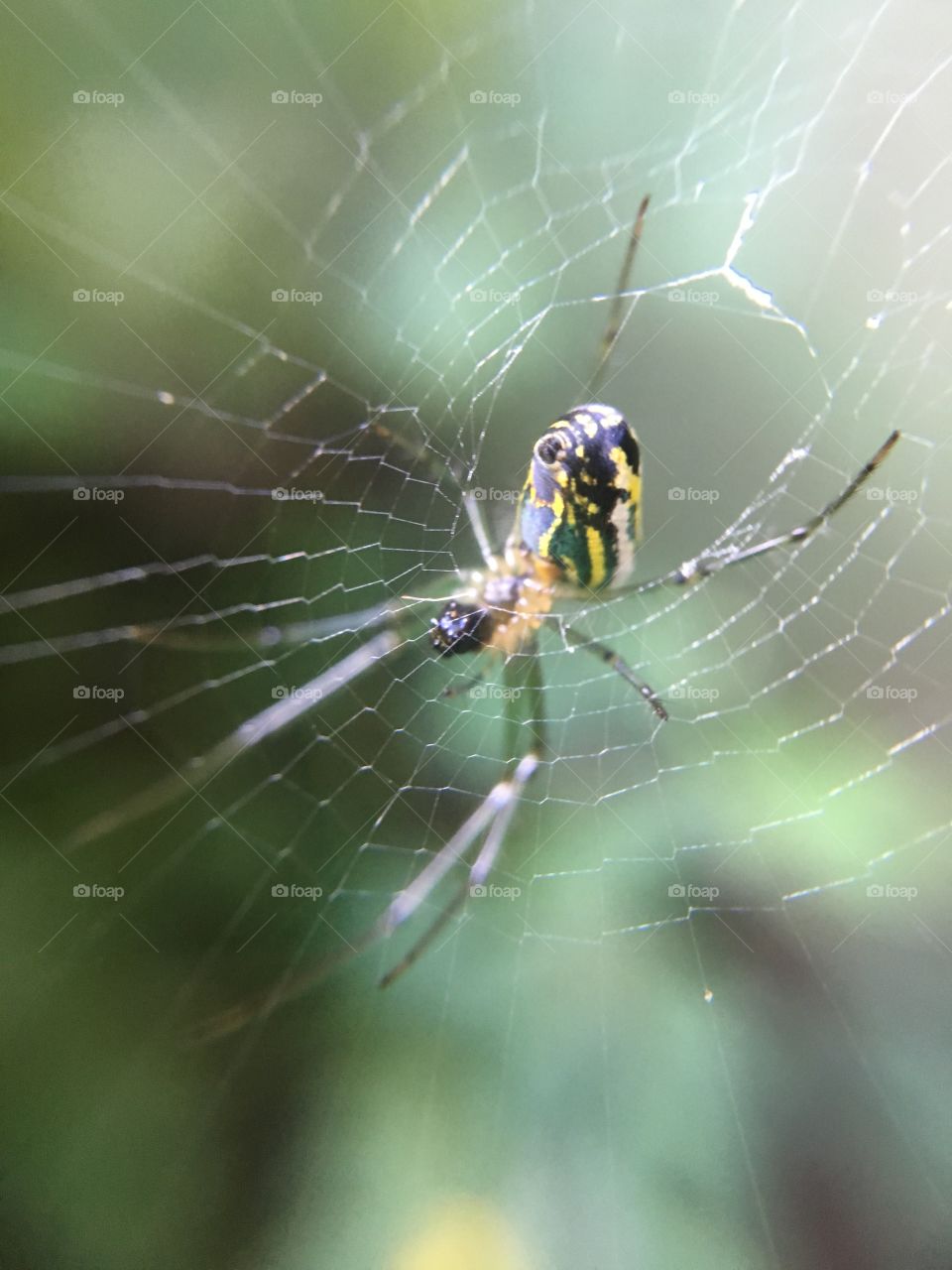 Spider in web
