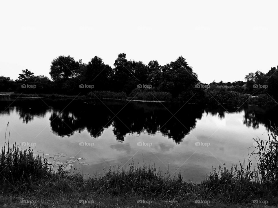 reflection of tree's on the water white and black color