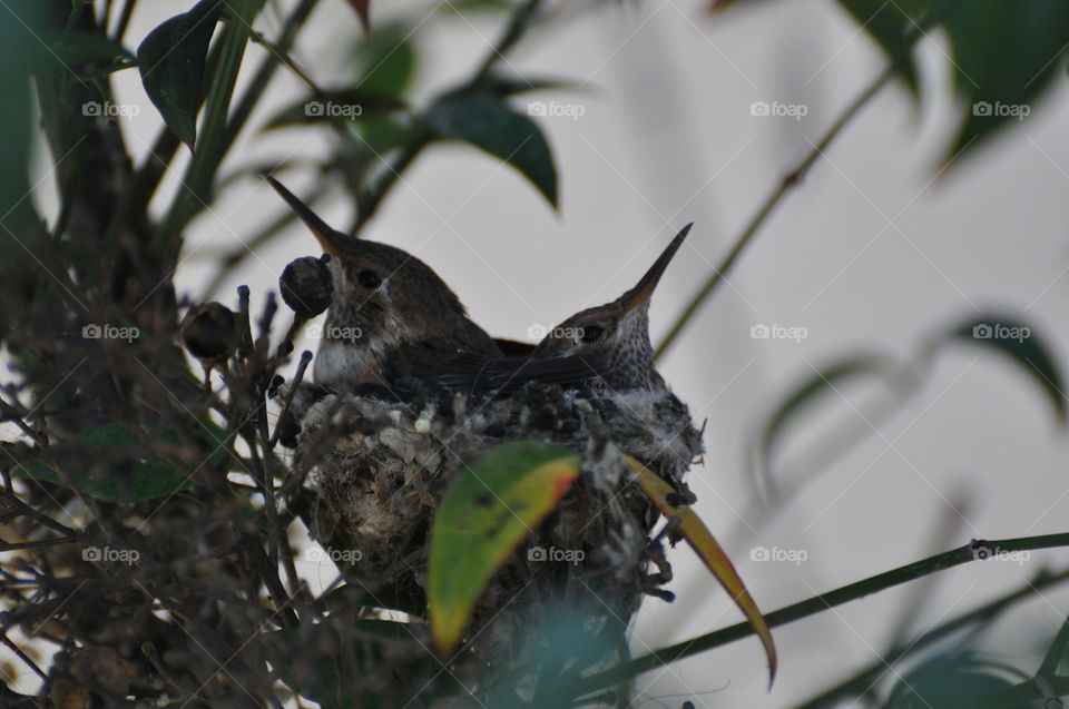 Hummingbird baby chicks