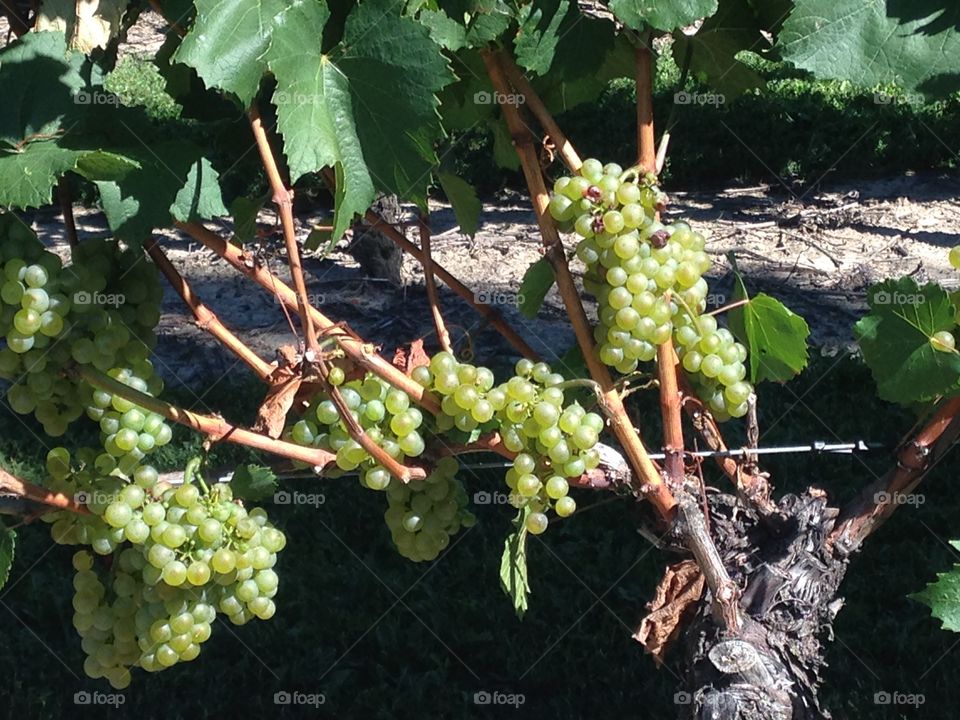 Chardonnay harvest time