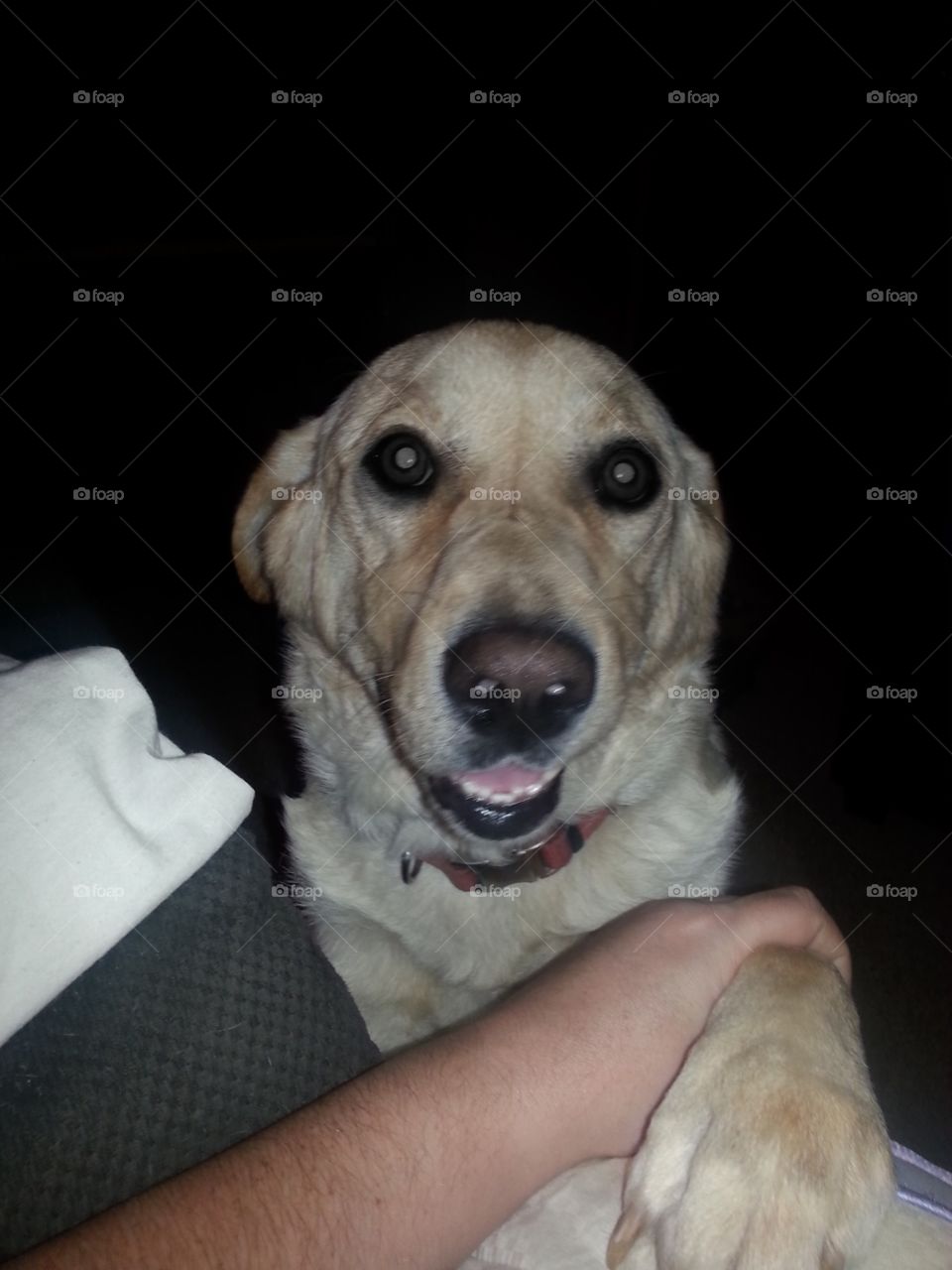 Hold my hand 🐾🐾