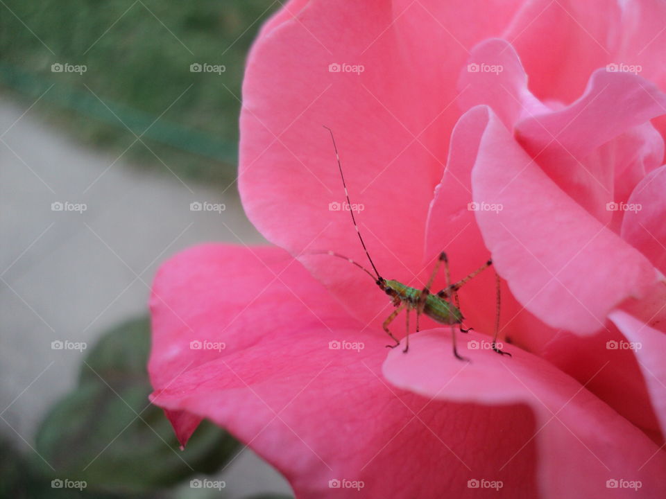 Pink flower with a large bug
