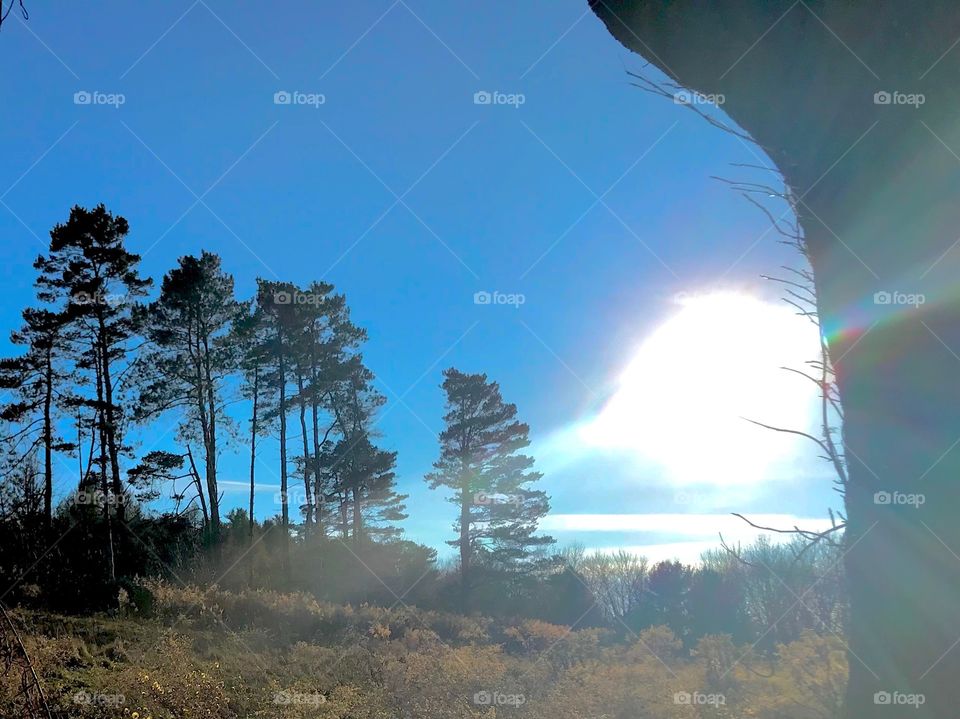 Forest before Sunset