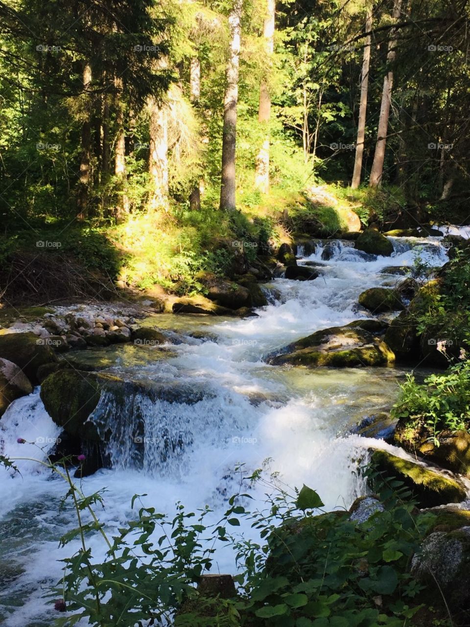 Wild river in the wild italian mountains, Dimaro 