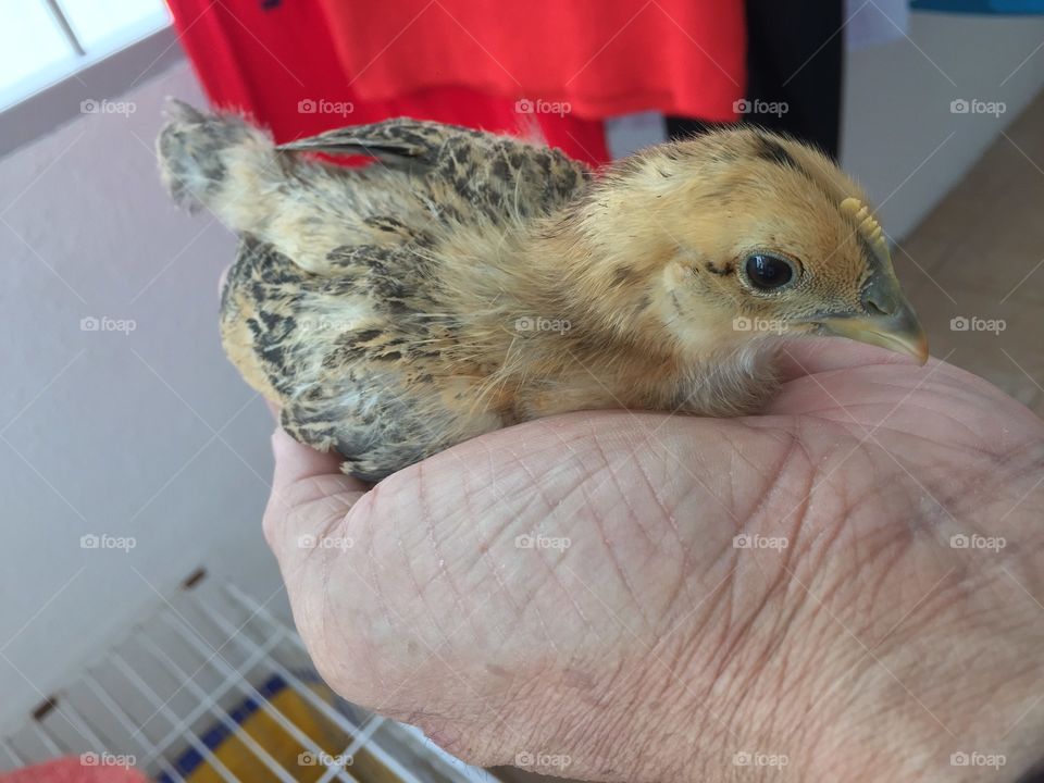 Chick in Hand (Grown Up)