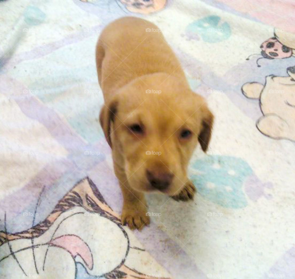 Yellow Lab Puppy