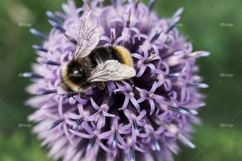 Beautiful purple pom pom plant with a bee collecting nectar 