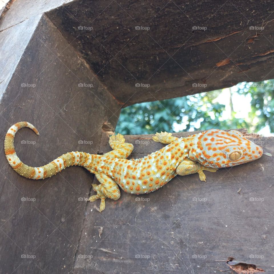 The house gecko or by the layman simply called the gecko is a type of lizard from the genus Gekko, tribe Gekkonidae. It is called the house gecko because this gecko is very often found in the human environment
