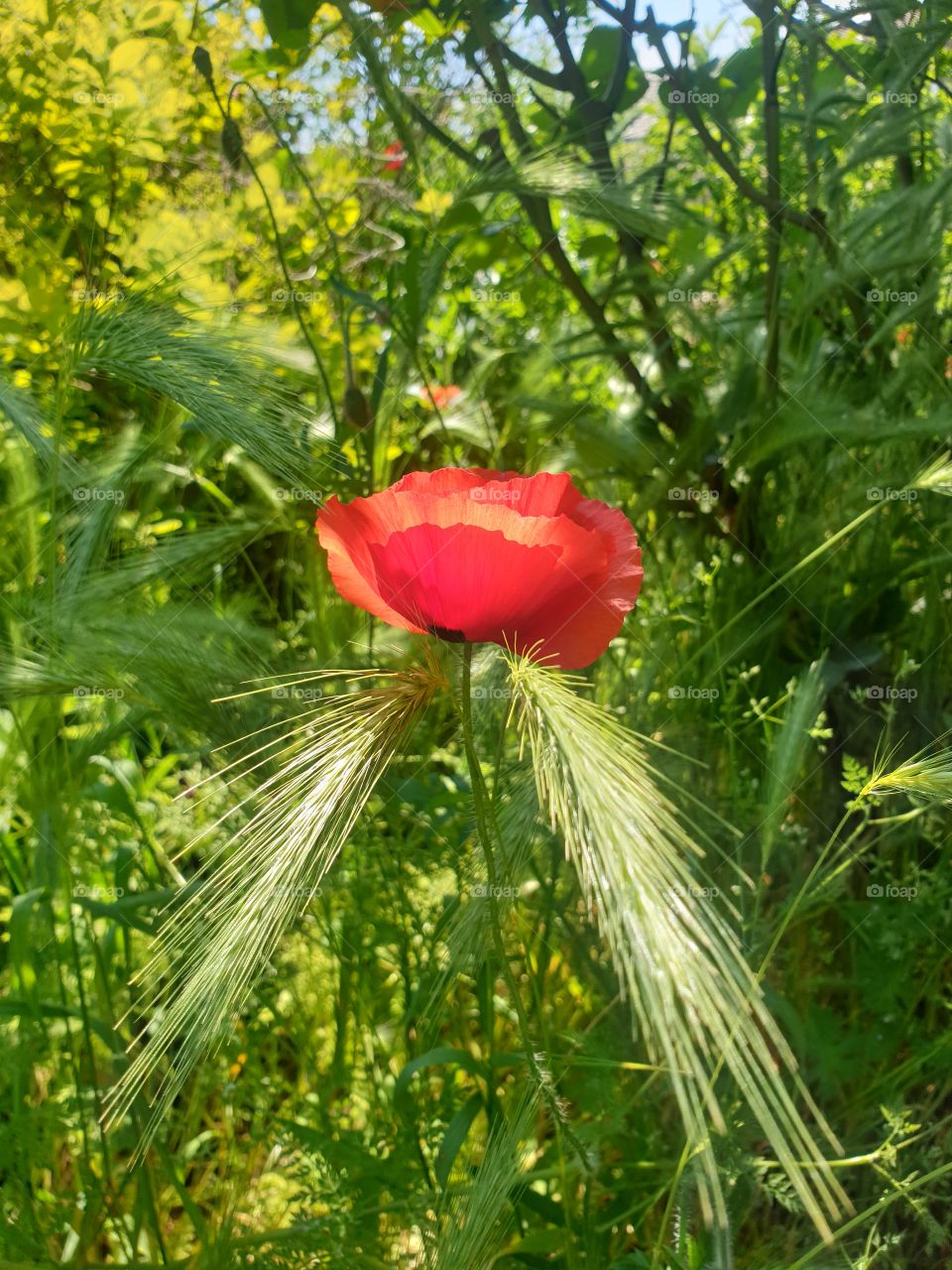 Mohn