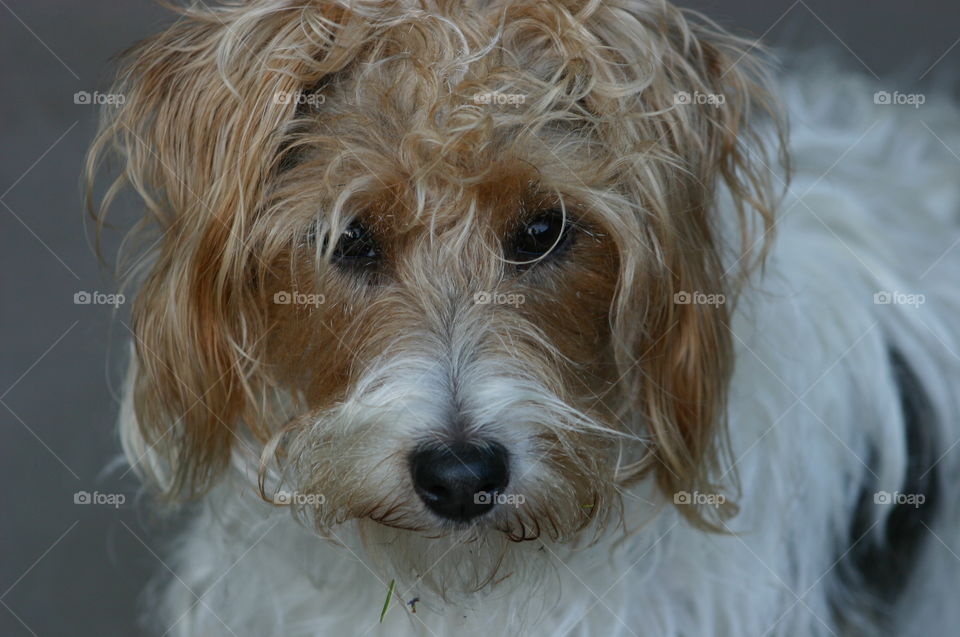 Jack Russell Parsons Terrier. Jack Russell parsons terrier shaggy dog