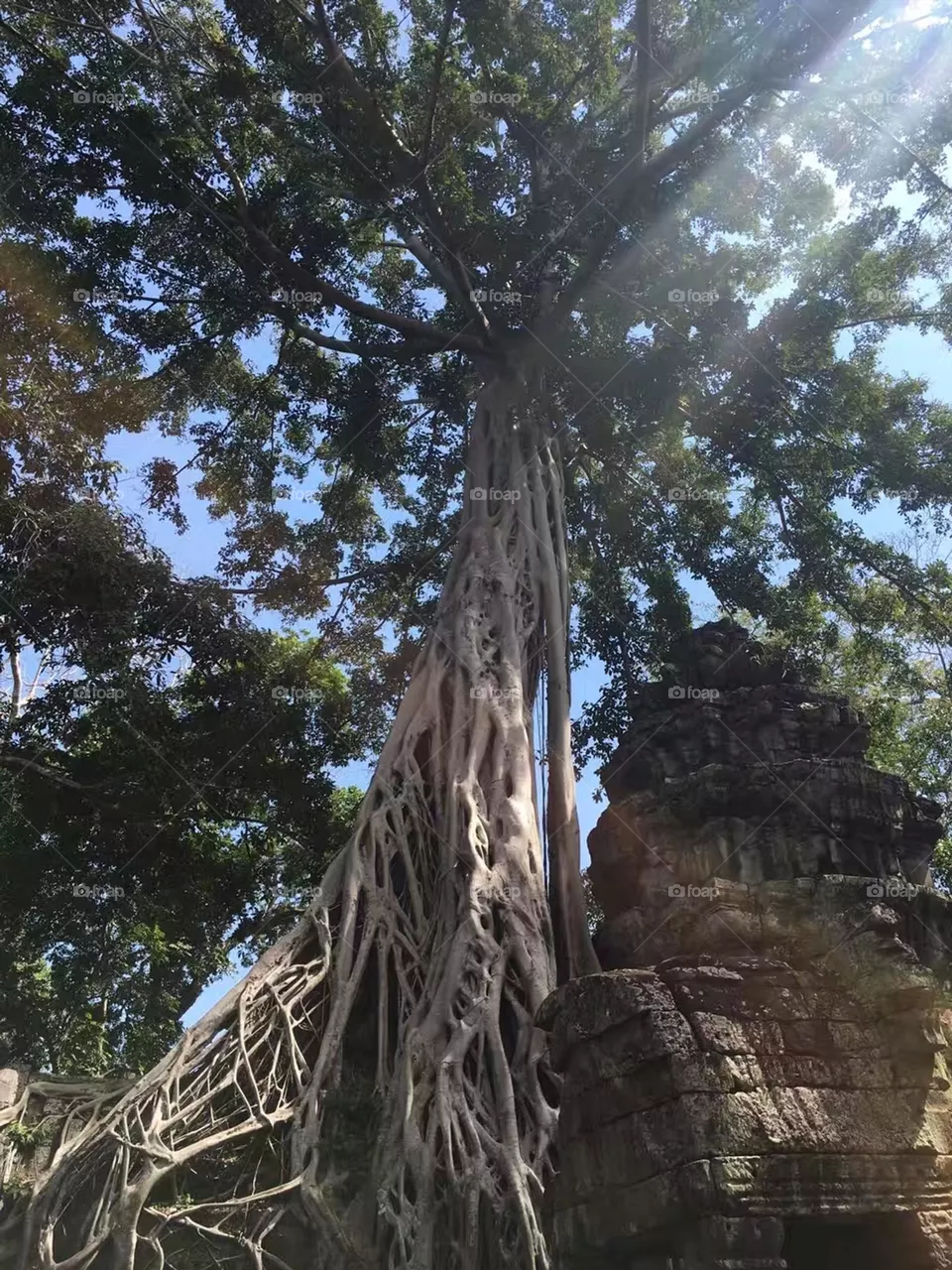 Tree and Sunlight